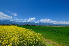 穂高連峰と菜の花畑