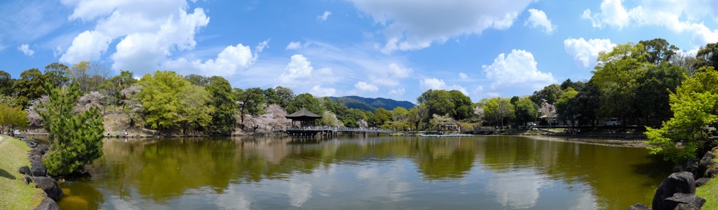 新緑の奈良公園