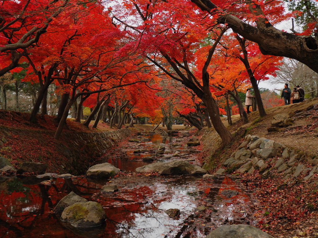 紅葉トンネル