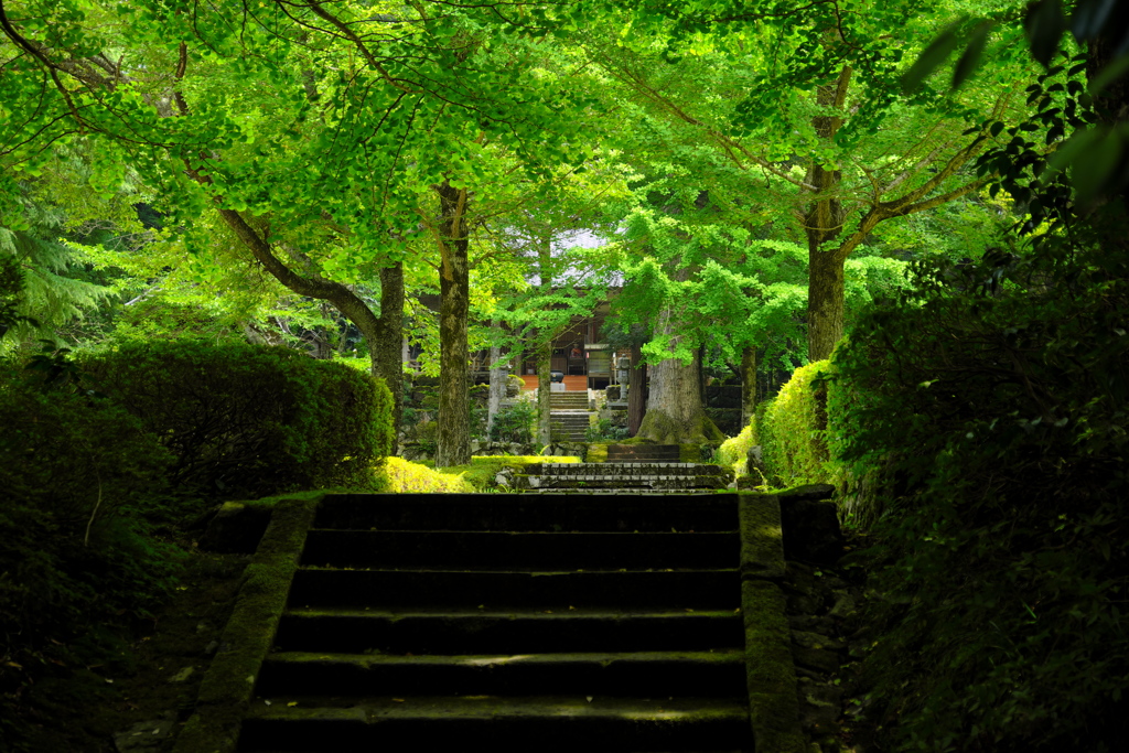 新緑の階段
