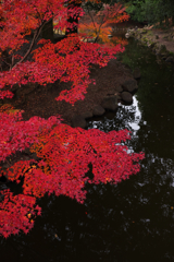 紅雲