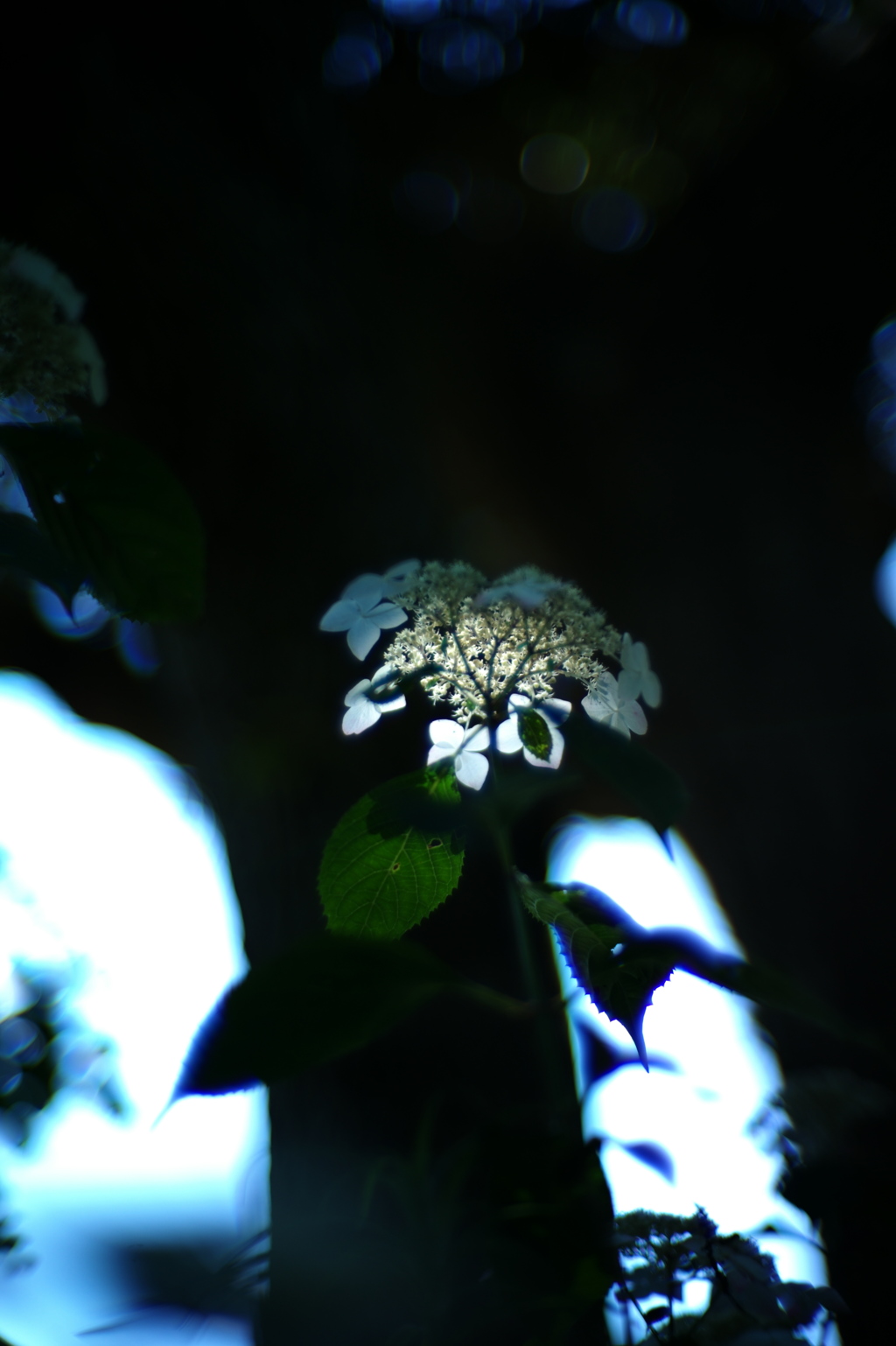 紫陽花傘
