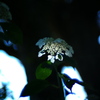 紫陽花傘