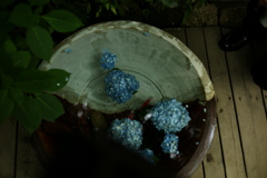 アンダーザアジサイ