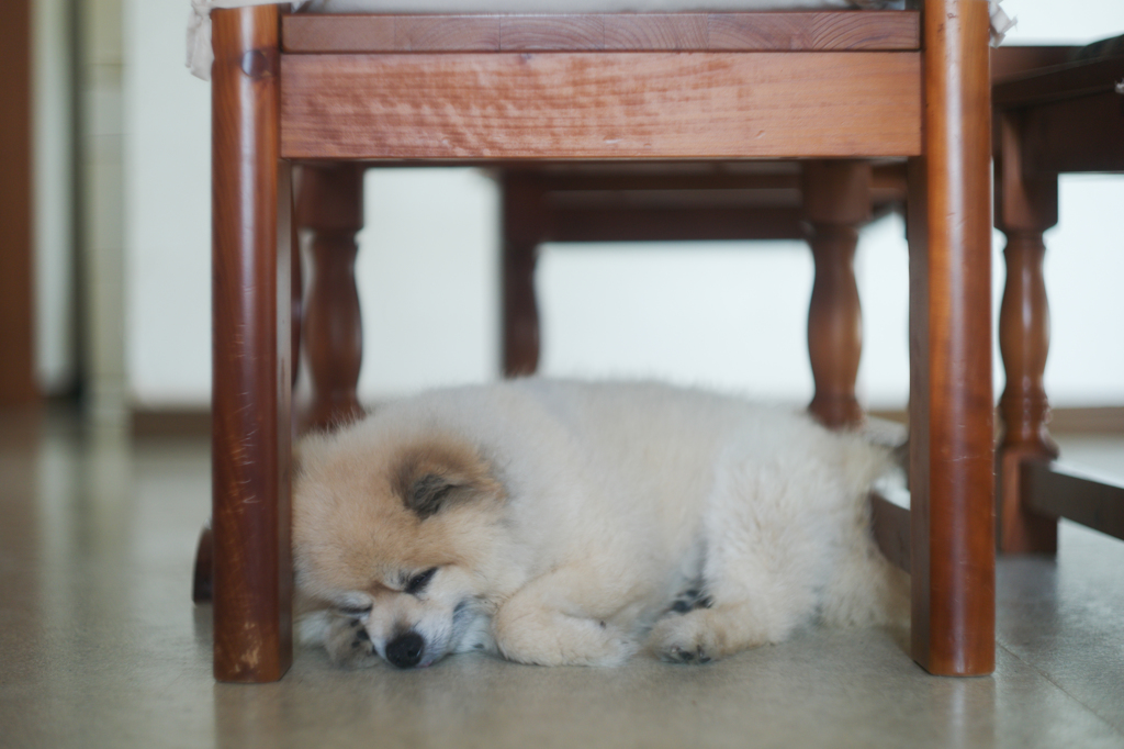 愛犬　一眠り