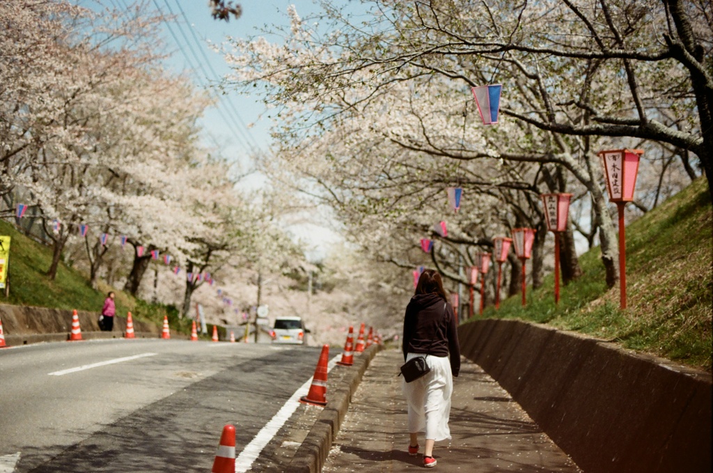 散り際桜道