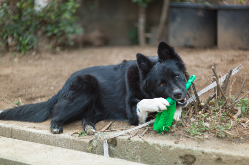 愛犬　喰うな（怒）