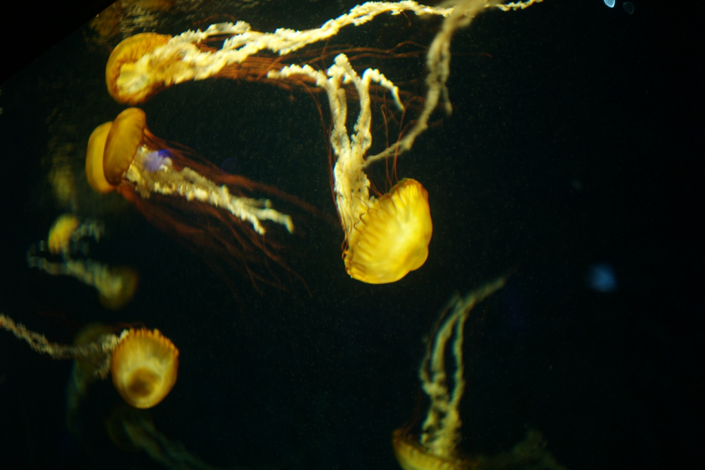 ただ漂いたい（憧）