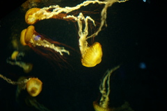 ただ漂いたい（憧）