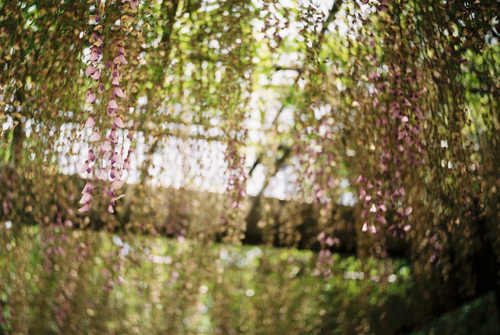 枯れ木にも花