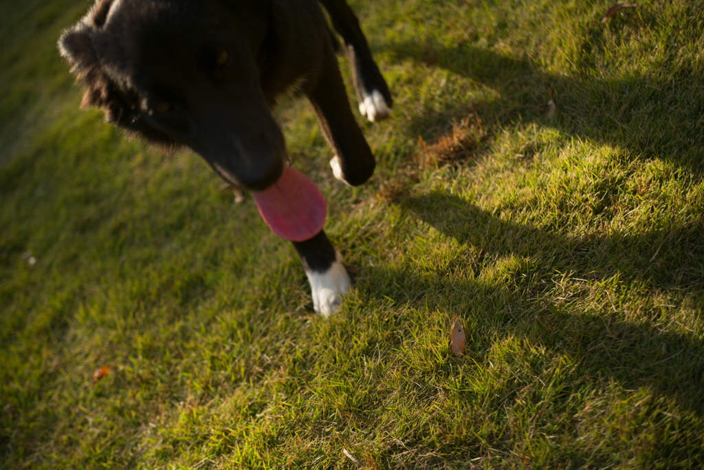 愛犬　甘ったれがやってきた（愛）