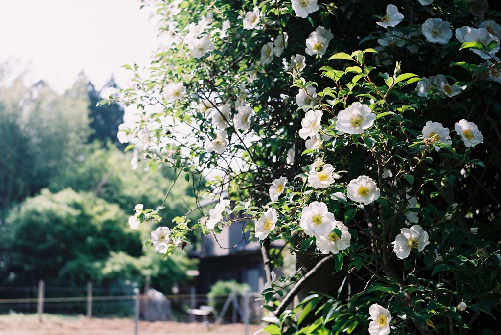 街角の花