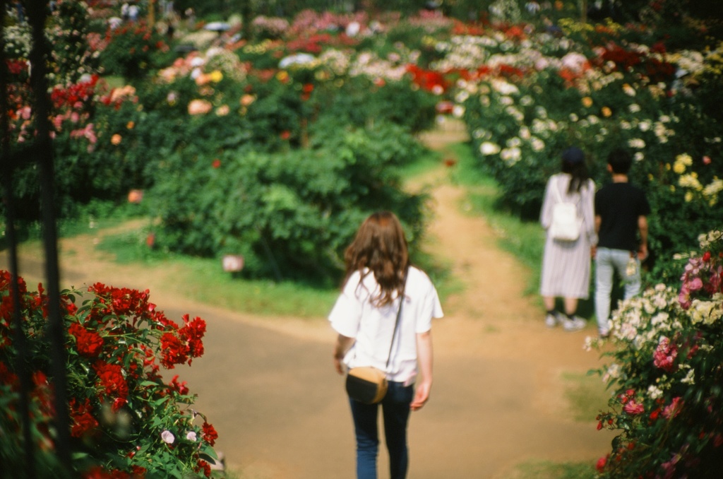 薔薇に迷う