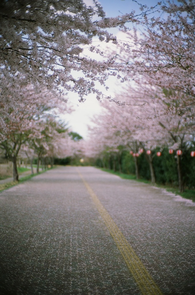 桜の季節