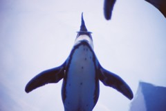 空飛びペンギン