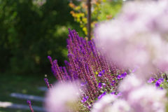 IMGP1940_1319IMGP1940セカンド