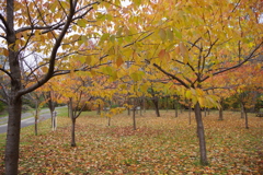 IMGP0246