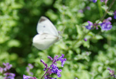 IMGP1935_1321IMGP1935セカンド