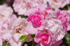 IMGP1922_1304IMGP1922セカンド