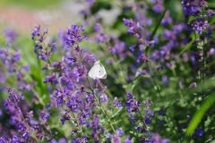 IMGP1936_1307IMGP1936セカンド