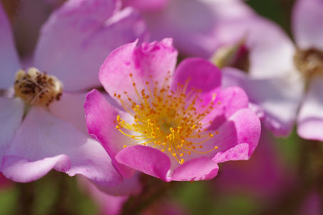 IMGP1918_1302IMGP1918セカンド