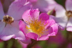 IMGP1918_1302IMGP1918セカンド