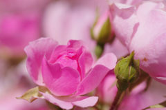 IMGP1925_1305IMGP1925セカンド