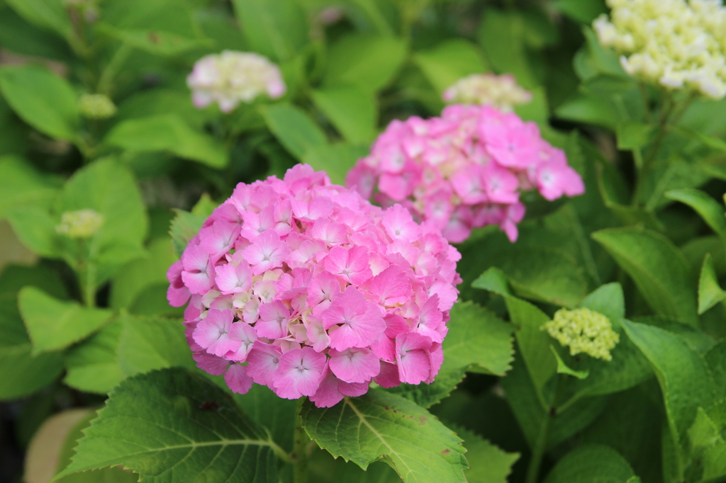 面河ダムほとりにて