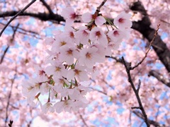 桜　