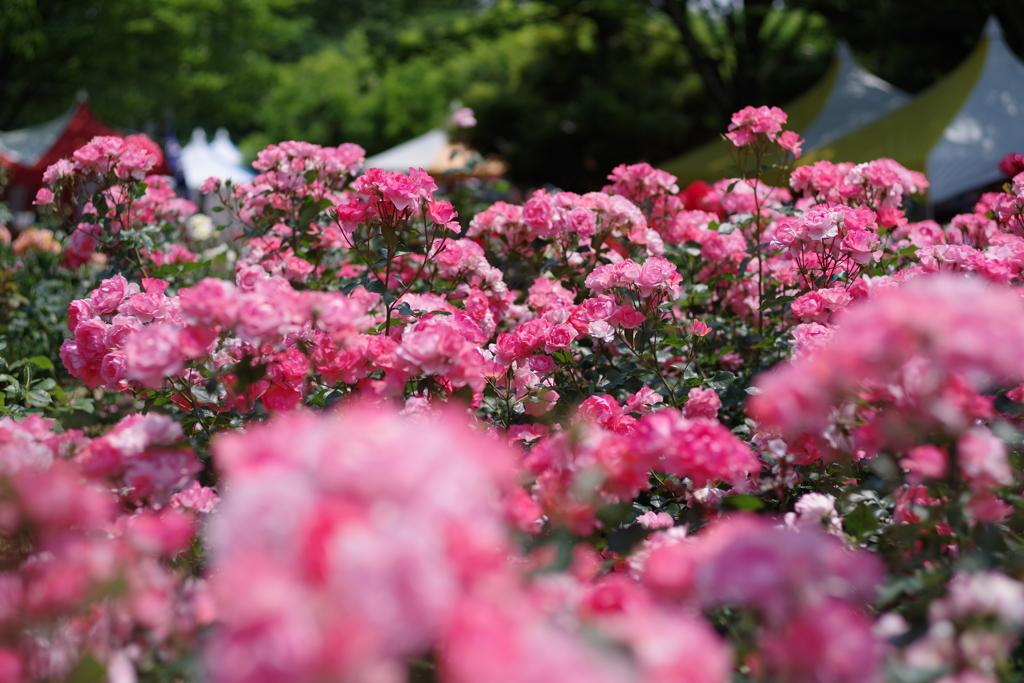 与野公園バラ祭り