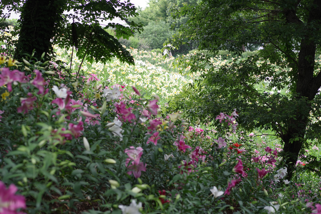 所沢ゆり園
