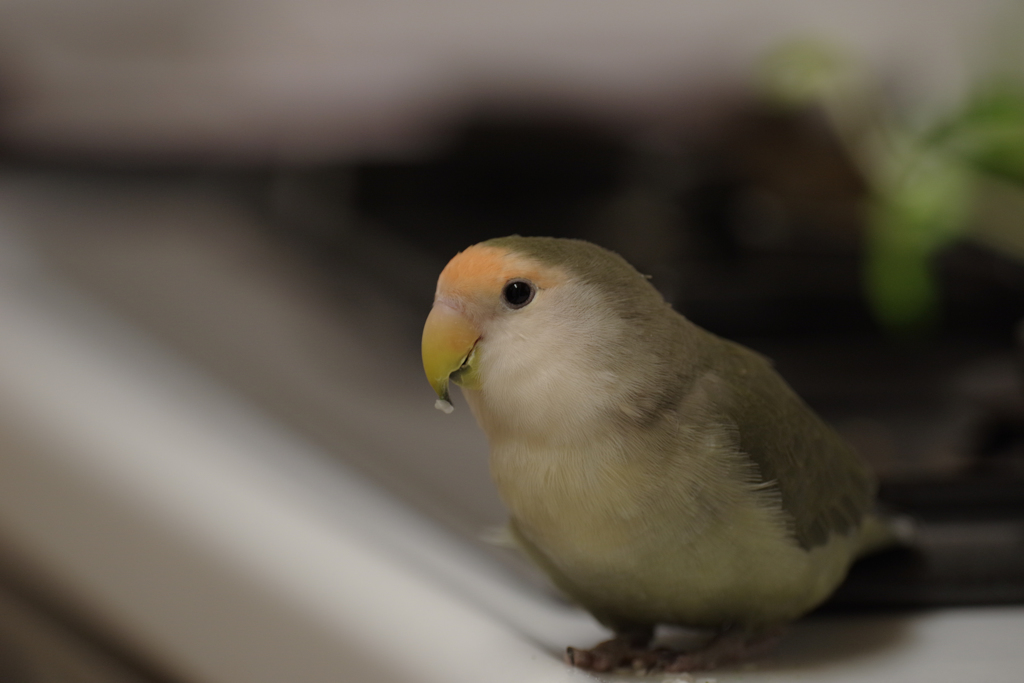 チャコ