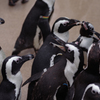 サンシャイン水族館