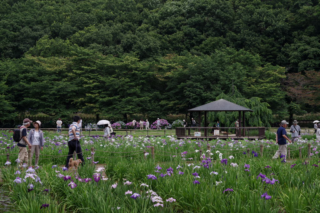 花菖蒲まつり