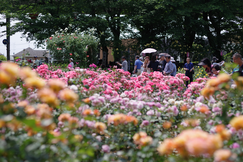 与野公園バラ祭り