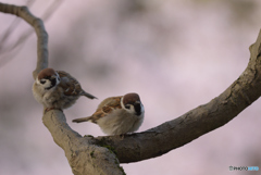 雀と桜