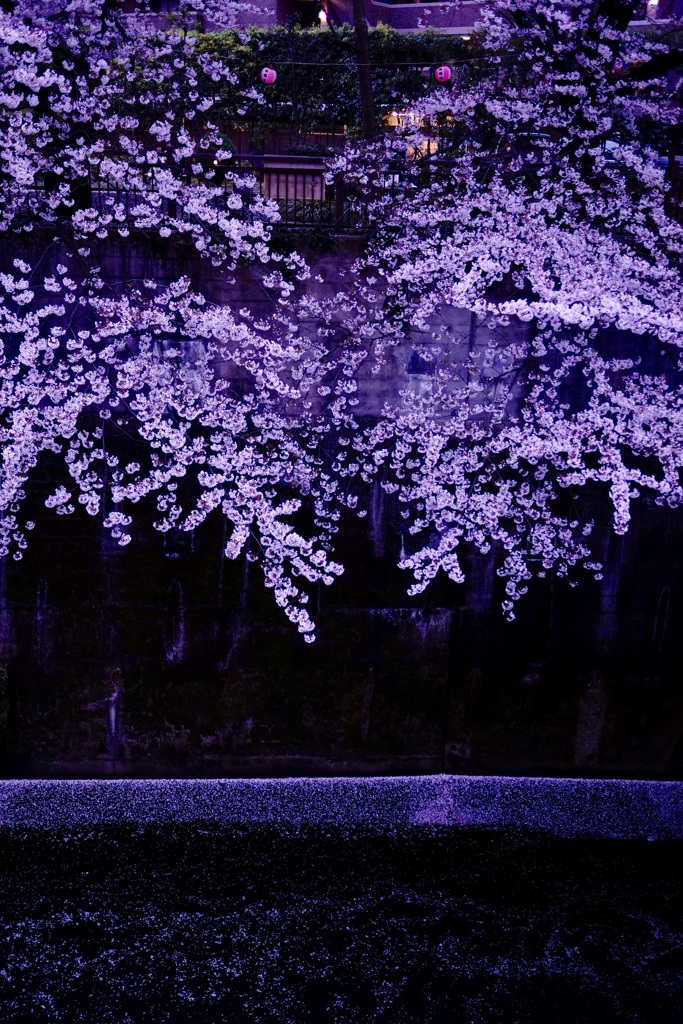 春の去り際
