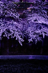 春の去り際