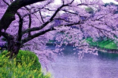 華 咲く