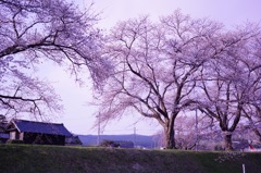 あの日の桜
