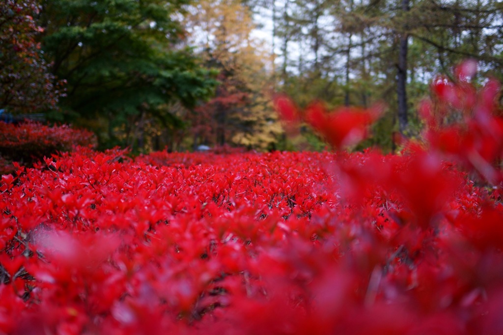 紅の葉