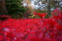 紅の葉