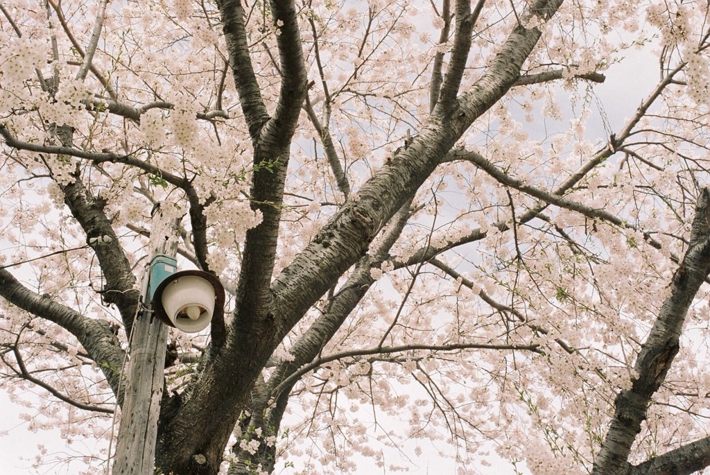 春 たちこめる