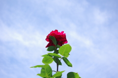 空に咲く