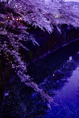 夕暮れと桜