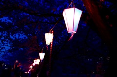 花の夜