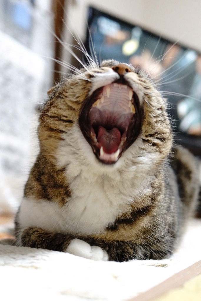 ねこ さけぶ。