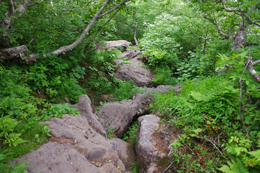 ニセコ、チセヌプリ登山道