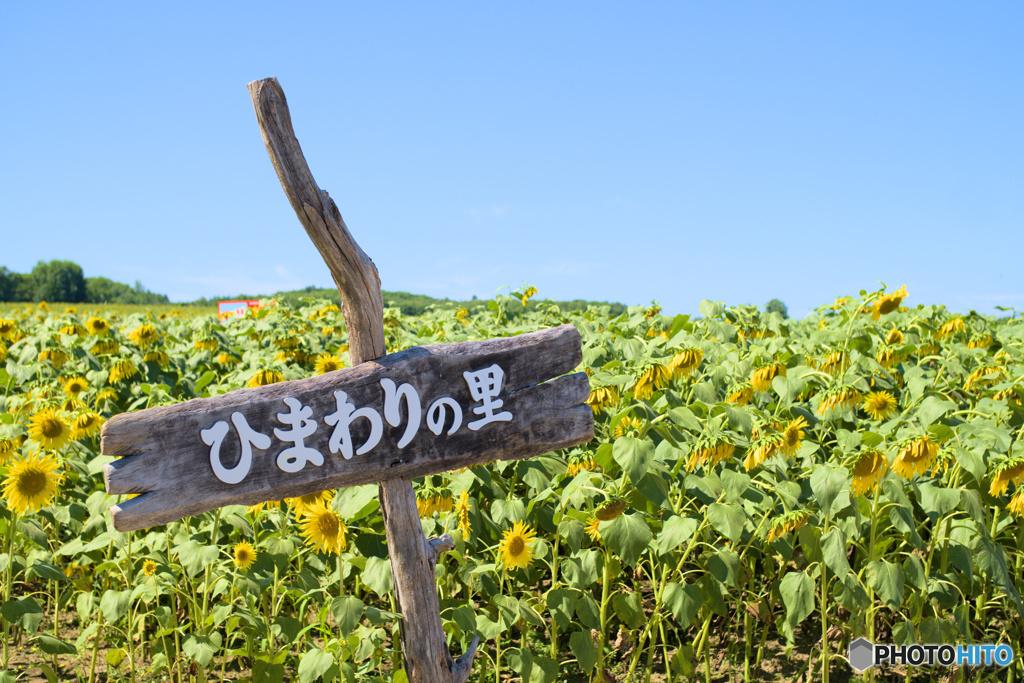 北竜町ひまわりの里