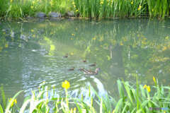 中島公園散歩⑤カルガモの親子